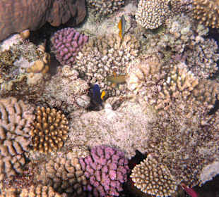 Fische in der Nachbarbucht Abu Dabab