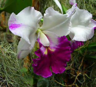 Giardino botanico