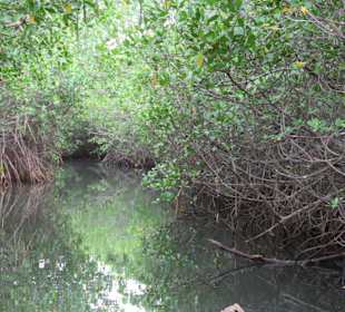 Mitten in den Mangroven