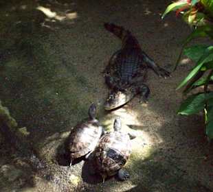 Krokodil 2