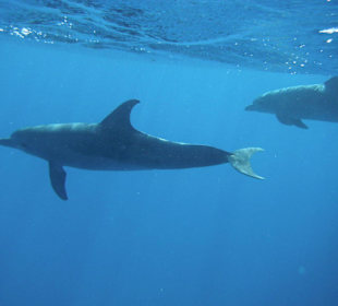 Delfine