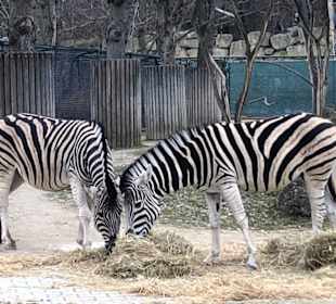 Zebras
