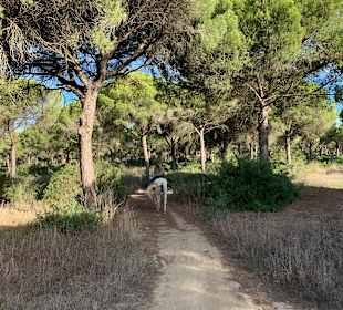 Strand Conil de la Frontera