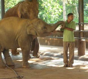 Füttern der Jungtiere mit derMilchflasche