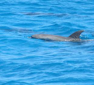 Delfine