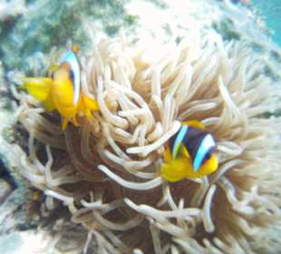 Clownfische am Hausriff