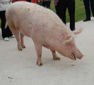 Ich fühl mich hier sauwohl