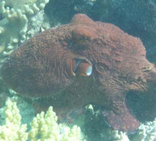Direkt am Hausriff beim Schnorcheln aufgenommen