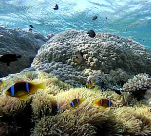 Sataya Riff Marsa Alam