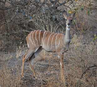 Nyala