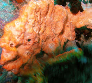 Da war doch ein Fisch