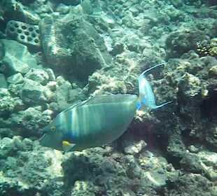Unterwasserwelt Hausriff
