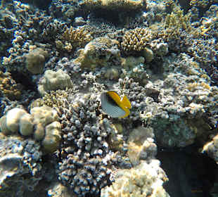 Schnorcheln Makadi Bay