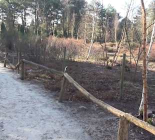 Botanischer Garten - Rombergpark