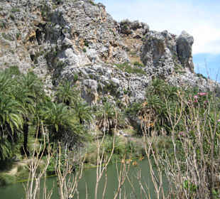 Palmenwald und Fluss