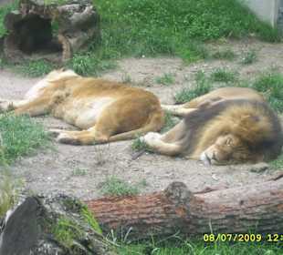 Urokliwe krakowskie ZOO.