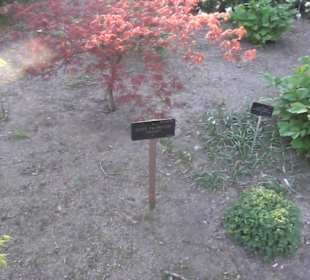 Real Jardín Botánico de Madrid