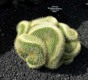 Kaktus im Jardin de Cactus