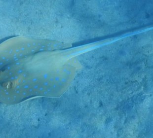 Fische im hauseigenen Riff