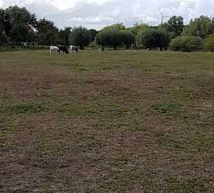 Wunderschöne Lippeauen