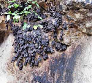 Fledermaustempel-die Namensgeber