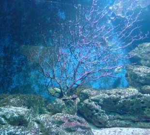 Aquarium - Unterwasserwelt mit Fischen