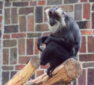 Wo sind die Kumpels?