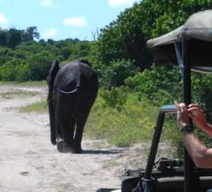 Im Chobe Nationalpark