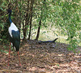 Tiere im Park