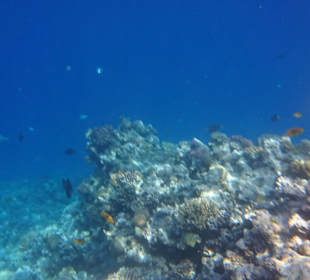 Schnorcheln Makadi Bay