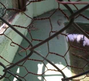 Jungkrokodile auf der Krokodilfarm