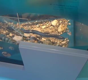 Museum für Naturkunde