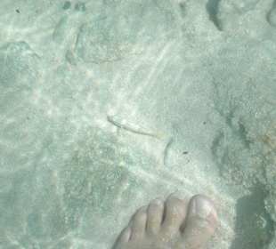 Fische zu deinen Füßen