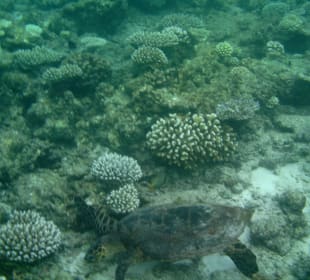 Schwimmen mit Schildkröte am Aussenriff