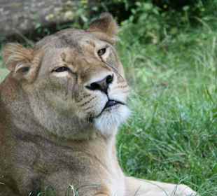 Serengeti Park Hodenhagen