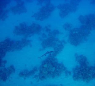 Weißspitze - Schnorcheln Hausriff Gorgonia Beach