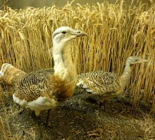Vogelmuseum in der Museumsanlage