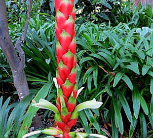 Majestätische Blumenkerze