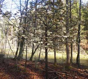 Kunstpark Skulptur-Lichtung