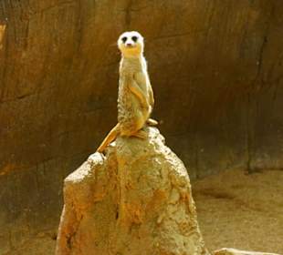 Schöner Zoo in Fuengirola