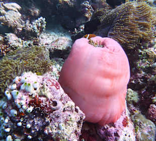 Anemone