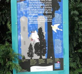 Mammutbaum im Stadtgarten