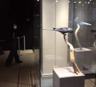 Museum für Naturkunde