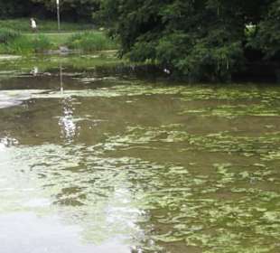 Millerntorspeier - Große Wallanlagen