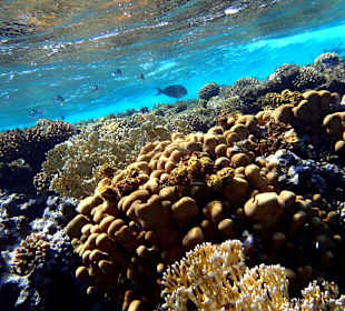 Риф - Hotel Tropitel Sahl Hasheesh