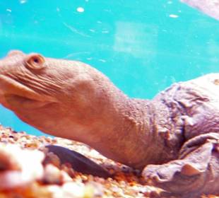 Schildkröte