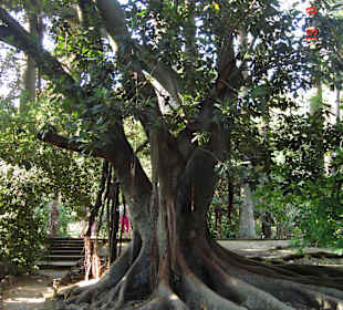 Jedno z ciekawszych drzew w ogrodzie