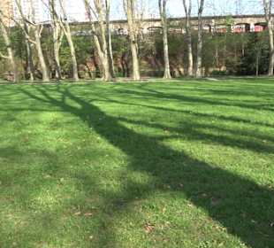 Historische Platanenallee im Unteren Schloßgarten