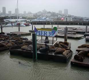 Seelöwen an Pier 39