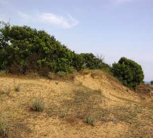 Gündogdu auf den Dünen oben